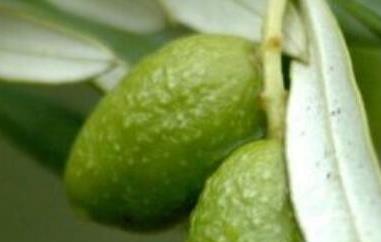 青果泡水的功效与作用（青果泡水怎么泡）