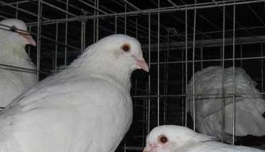 请问鸽子饲料配方原则及参考方案