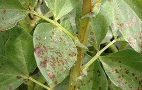 蚕豆病虫害的防治多久？