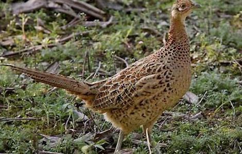 请问野鸡窝一般在什么地方？