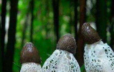 竹荪的功效与作用（竹荪的禁忌）