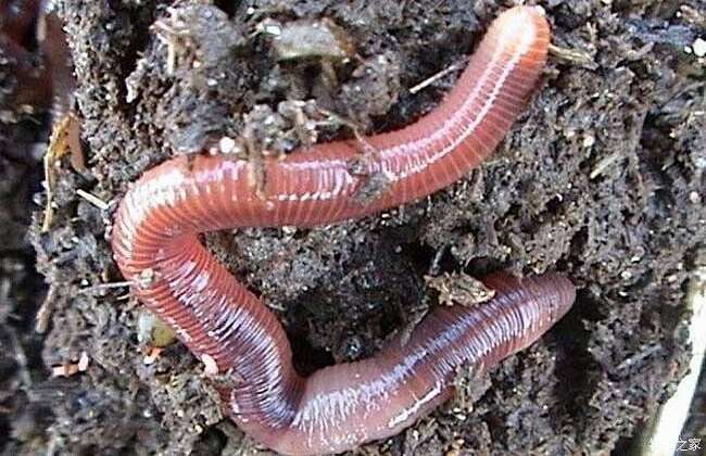 请问蚯蚓规模养殖技术