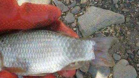 溪流钓能钓到什么鱼