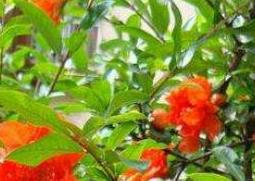 石榴花怎么养殖（石榴花的养殖多久）