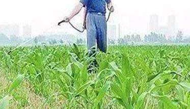 怎样使用玉米除草剂（有哪些需注意事项）