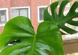 请问龟背竹的养殖方法和注意事项