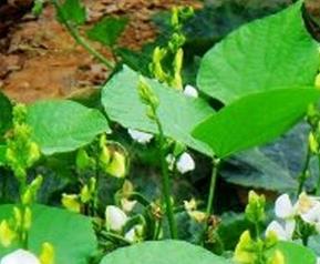 白扁豆花泡水喝的功效