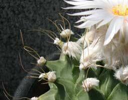 帝冠的功效与作用