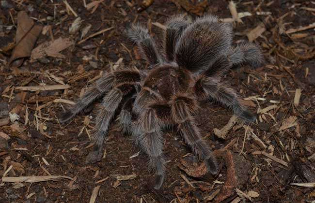 请问火玫瑰蜘蛛咬人吗？