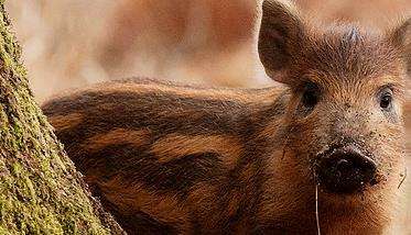 请问野猪肚的药用价值