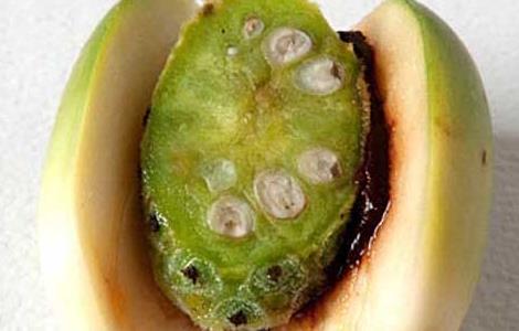 孕妇能吃槟榔吗？