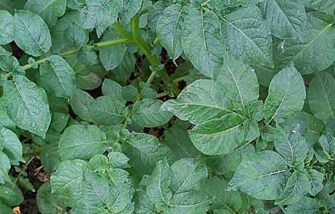 土豆种子价格及种植多久？