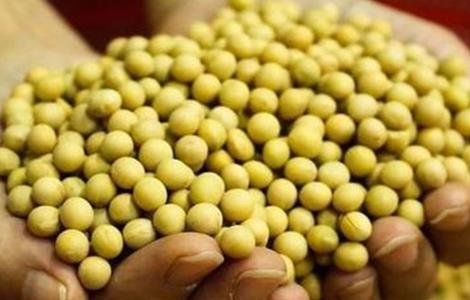 大豆储藏注意事项
