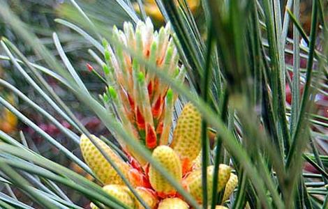 孕妇能吃松花粉吗？