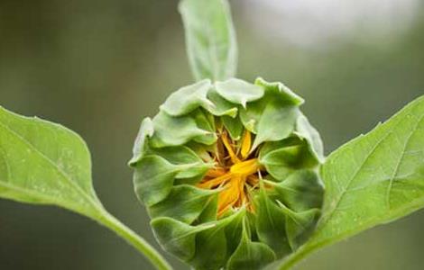 向日葵为什么向着太阳？