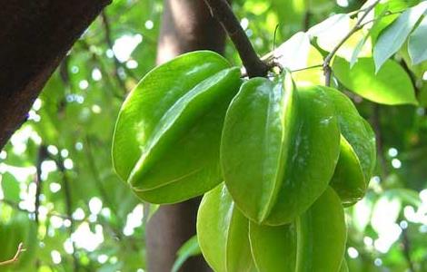 孕妇能吃杨桃吗？