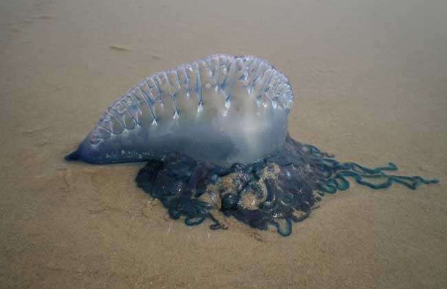 僧帽水母真的有剧毒吗？