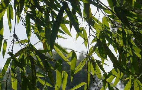 彻底根治脚气的偏方