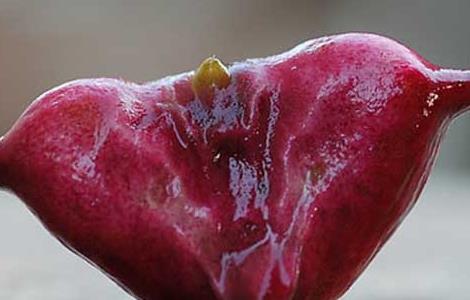 孕妇可以吃菱角吗?