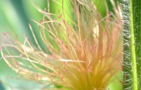 玉米须的功效与作用禁忌