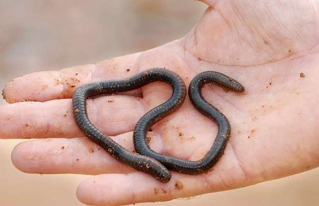 蚯蚓规模养殖技术