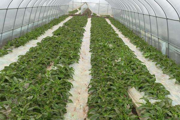 赤霉素用法与用量（含多种农作物） 超详细建议收藏