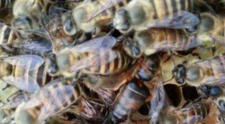 蜜蜂吃什么食物