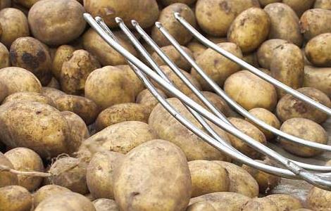 土豆种子价格及种植多久？