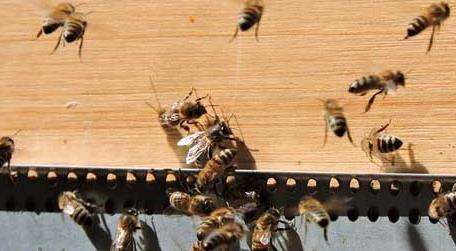 蜂螨是什么引起的