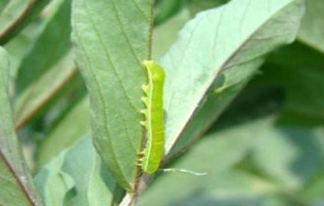 油菜的病虫害防治多久?