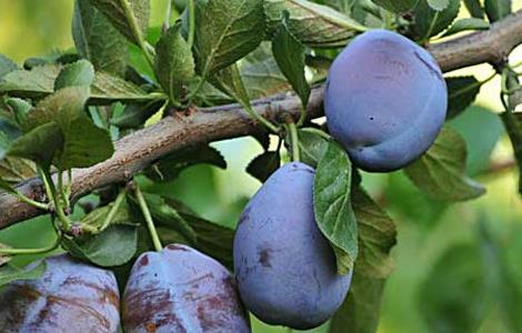 孕妇可以吃西梅吗?