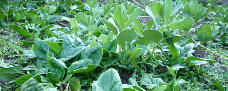 赤霉素用法与用量（含多种农作物） 超详细建议收藏