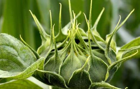 向日葵为什么向着太阳？