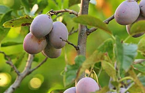 孕妇可以吃西梅吗?