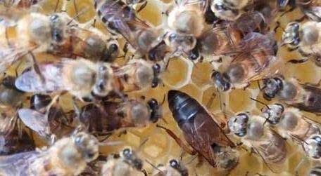 蜜蜂吃什么食物