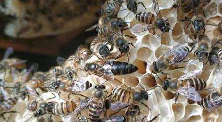 家里有蜜蜂窝怎么多久?