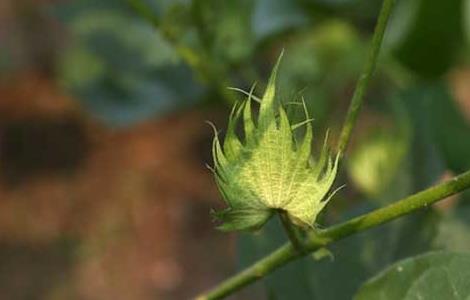 棉花种植时间是什么时候?