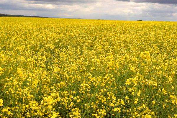 赤霉素用法与用量（含多种农作物） 超详细建议收藏