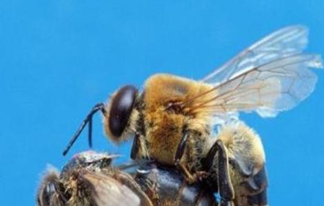 蜂王交尾失败的四大原因？