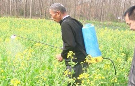 油菜缺硼症状及防治多久？