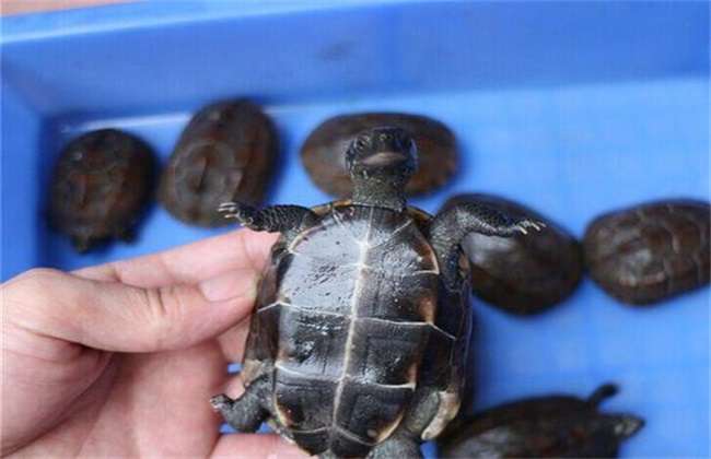 乌龟的饲养多久？