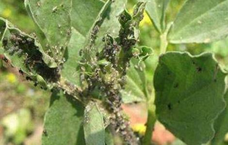 蚕豆病虫害的防治多久?