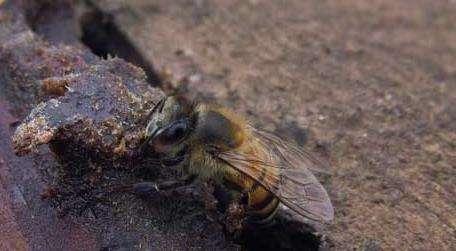 蜂螨是什么引起的