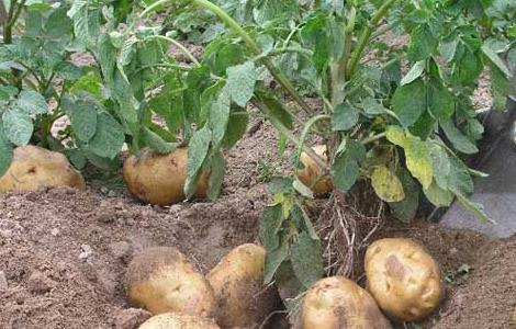 土豆种子价格及种植多久？